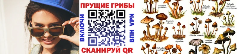 Псилоцибиновые грибы ЛСД сколько стоит Гороховец